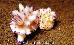 Beautiful Nudi's From Bali... Olympus E-330 + 50mm Macro ... by Adrian Schokman 